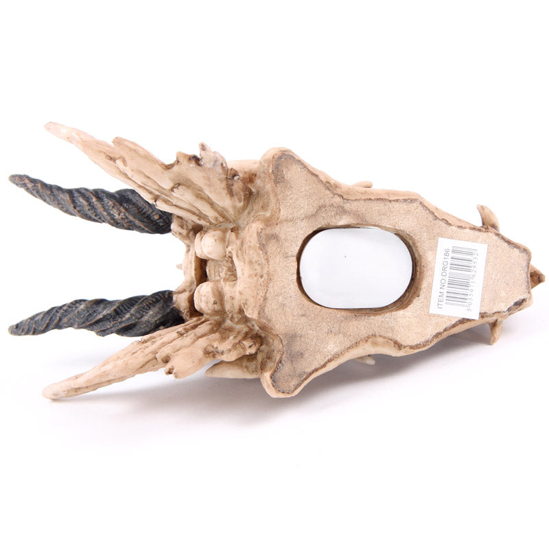 Dragon Skull Money Box DRG186