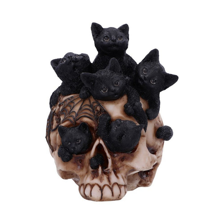 Cranial Litter Skull U6505Y3