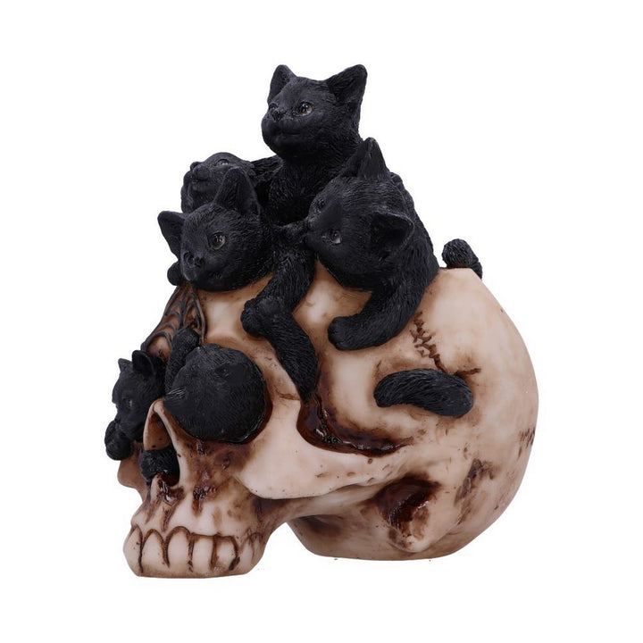 Cranial Litter Skull U6505Y3