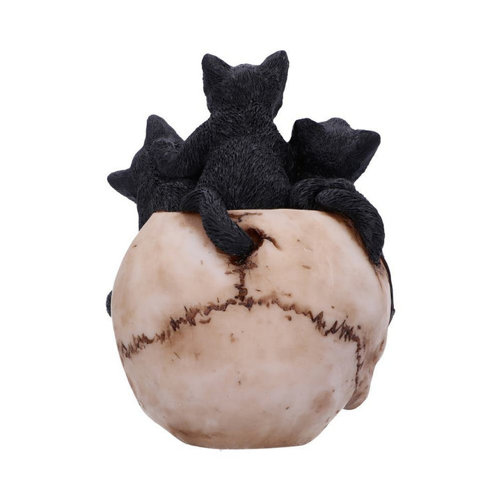 Cranial Litter Skull U6505Y3