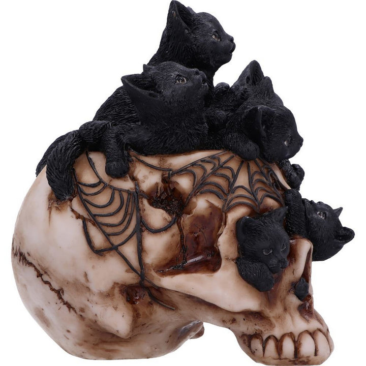 Cranial Litter Skull U6505Y3