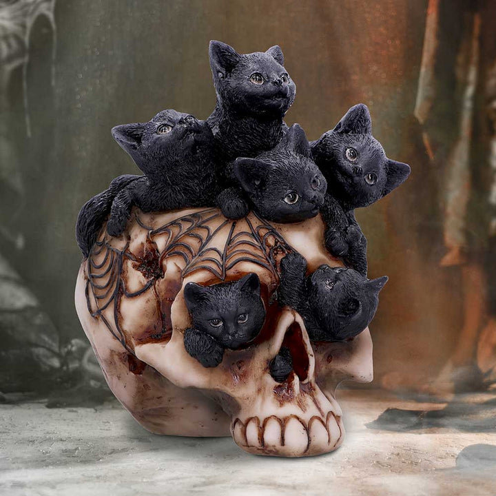Cranial Litter Skull U6505Y3
