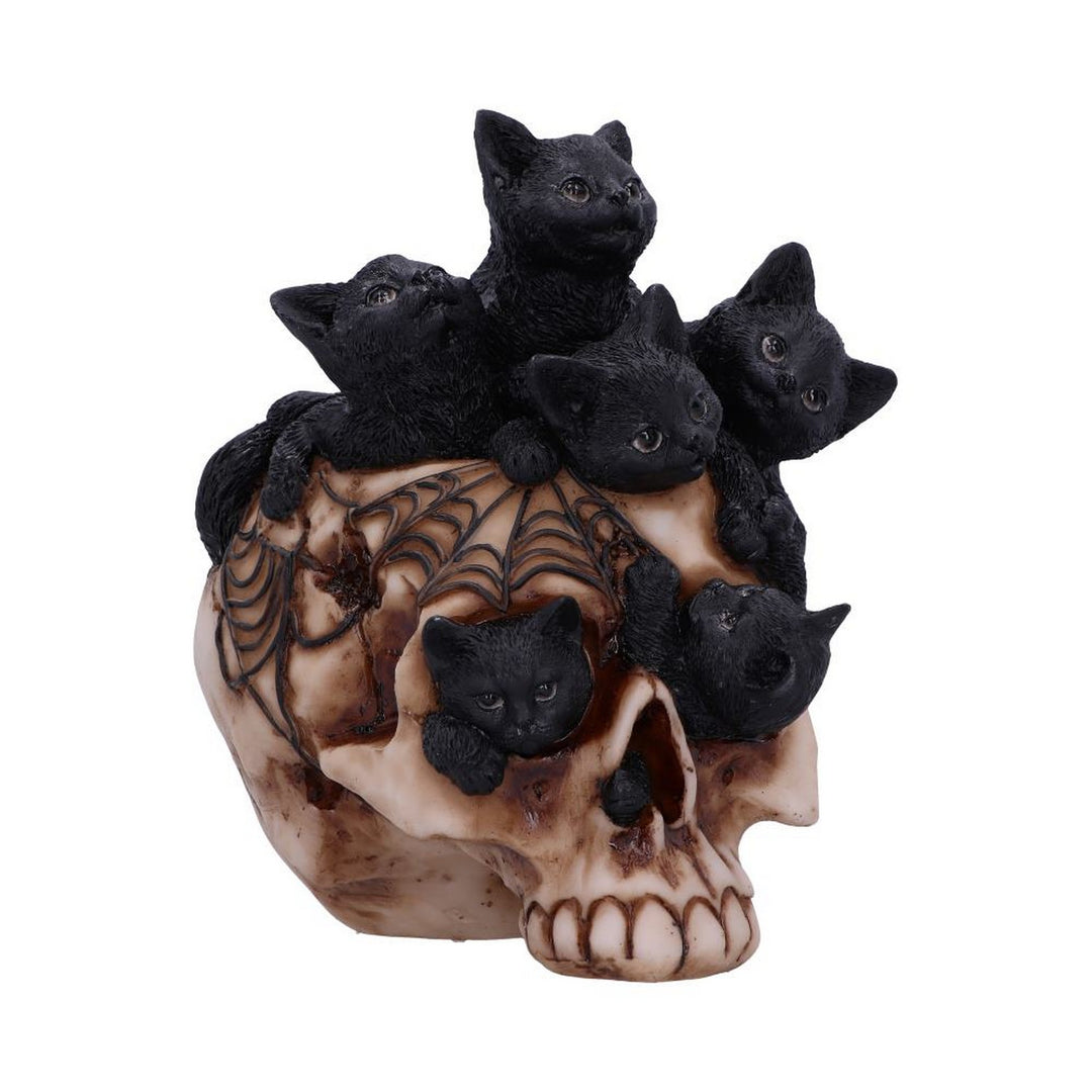 Cranial Litter Skull U6505Y3