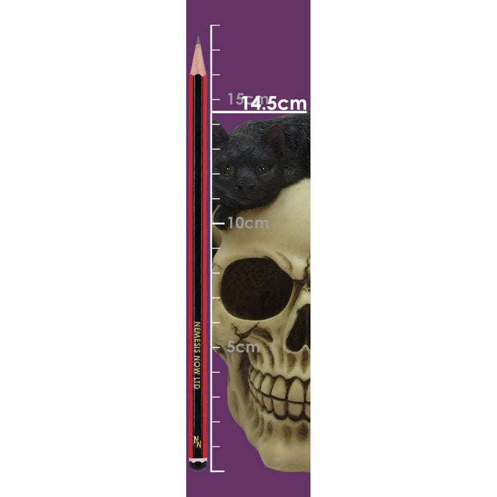 Forever Friend Black Cat Skull Head 14.5cm U6725A24