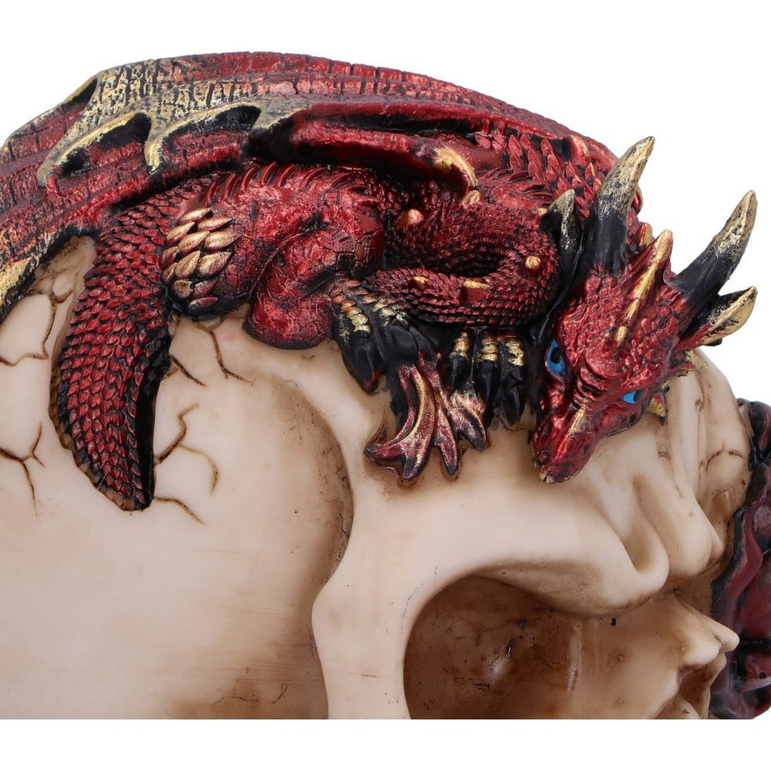 Rose Flame Decorative Skull With Sleeping Dragon U7070B25