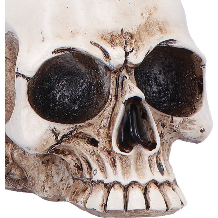 Raven Standing on Skull Figurine 19.5cm U7583B26
