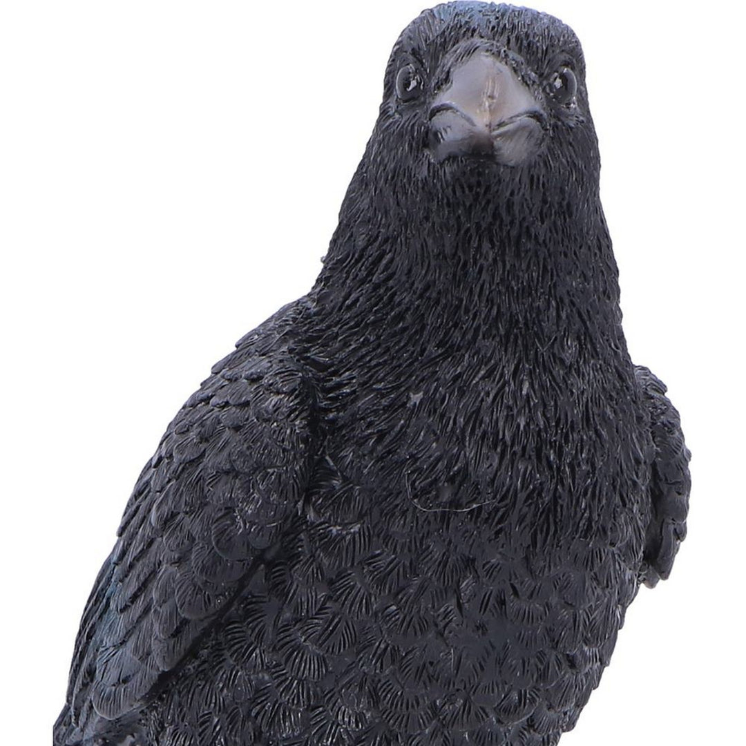 Raven Standing on Skull Figurine 19.5cm U7583B26