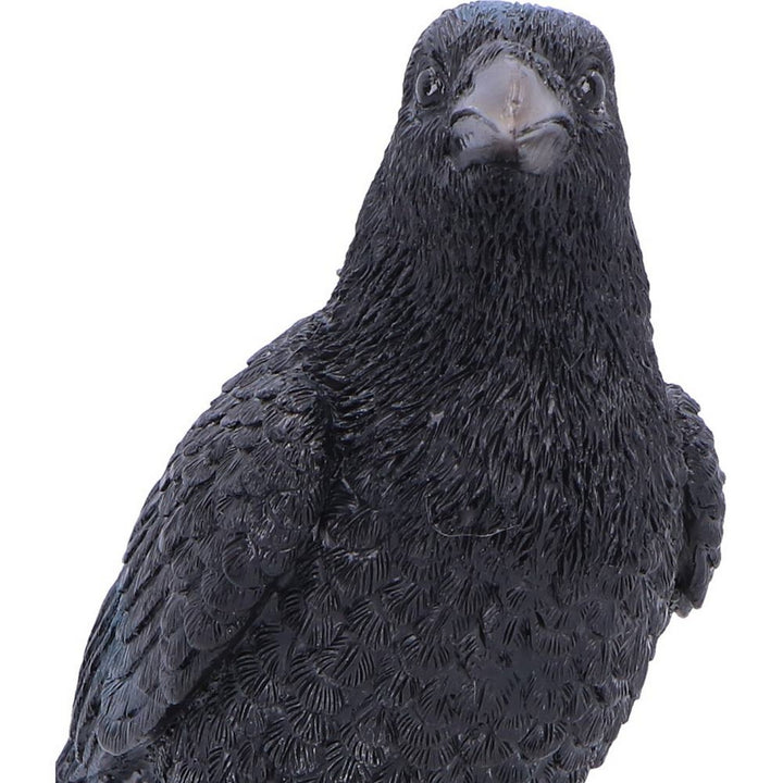 Raven Standing on Skull Figurine 19.5cm U7583B26