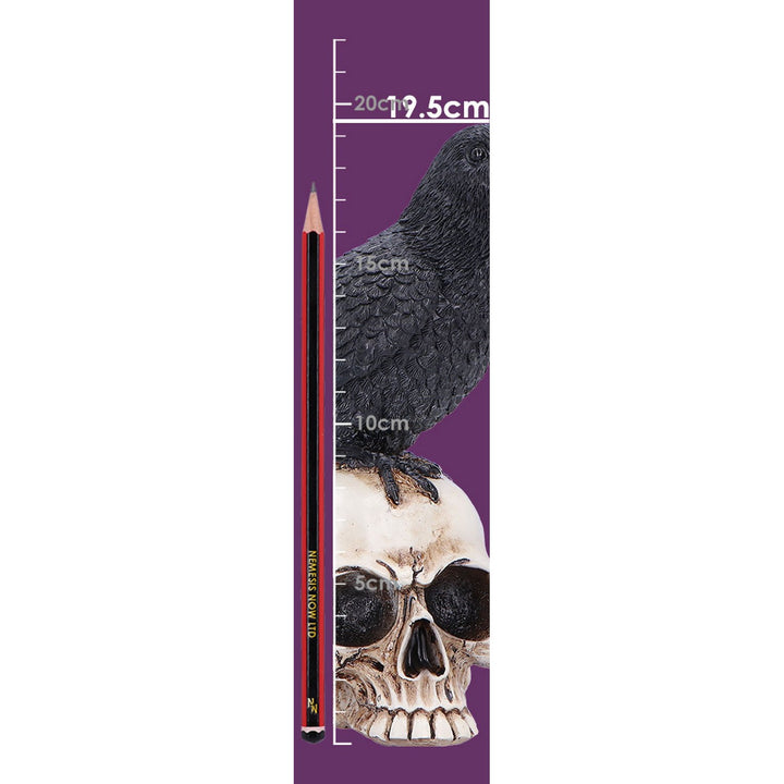 Raven Standing on Skull Figurine 19.5cm U7583B26