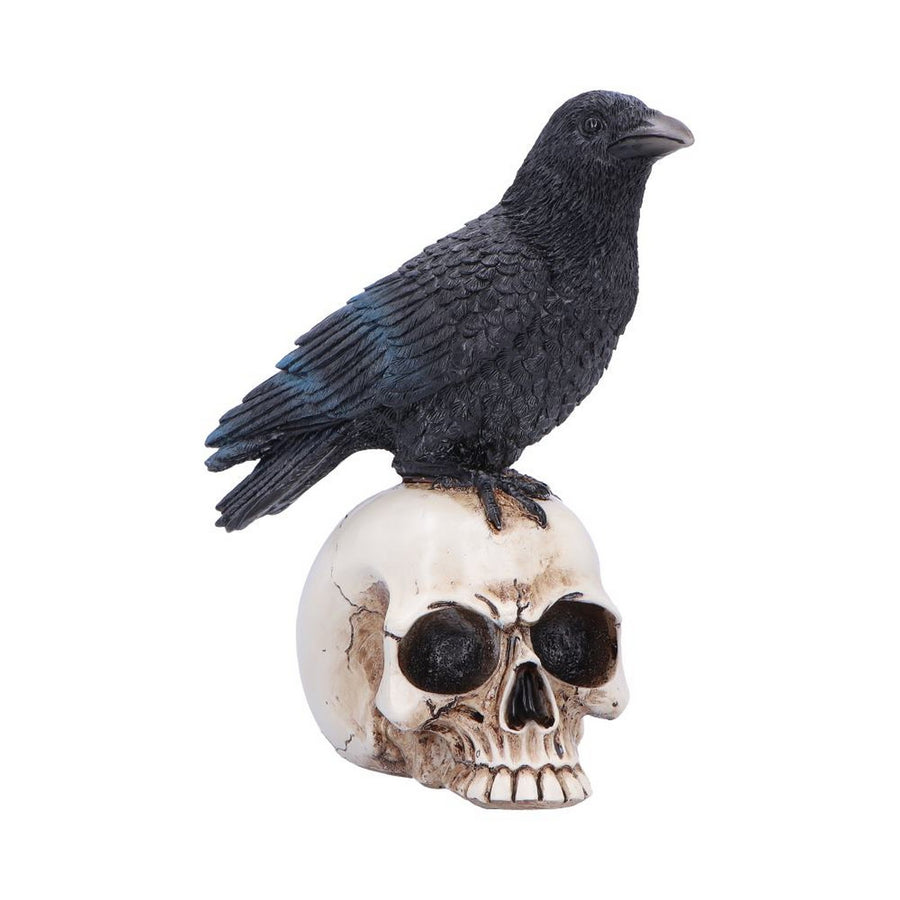 Raven Standing on Skull Figurine 19.5cm U7583B26