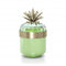 Jungle Beats Decorative Box AndokiLight Green 5619216Swarovski5619216