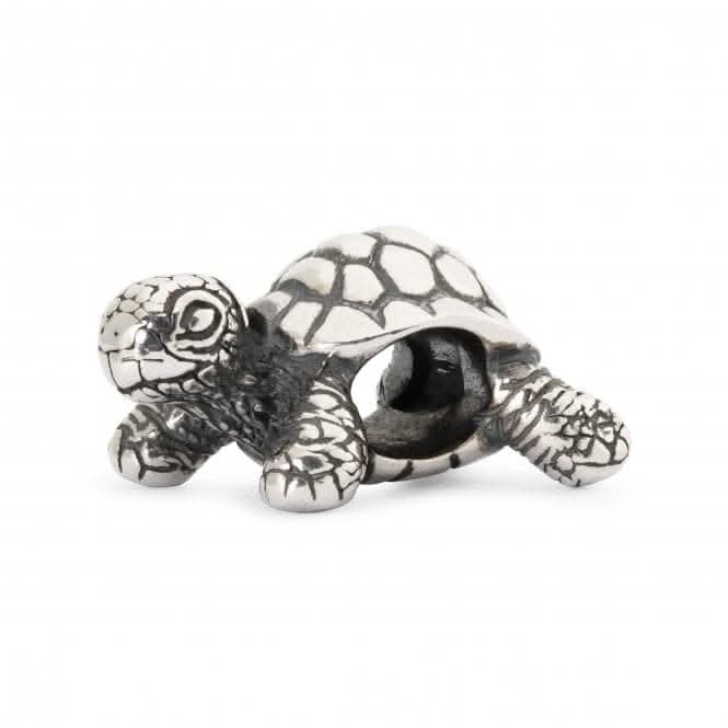 African Tortoise TAGBE 20049